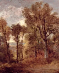 Vista boschiva nel Suffolk