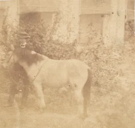 [Uomo e cavallo, Government House, Allahabad]