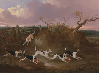 Beagle in Piena Corsa