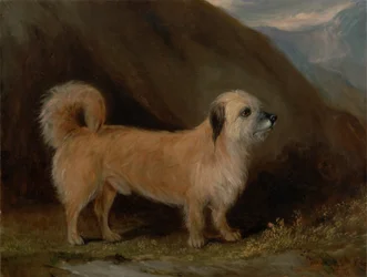 Un Dandie Dinmont Terrier
