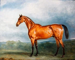 Brin-y-a-Pin in un paddock