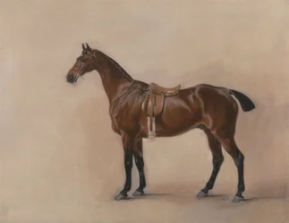 Studio di un cavallo baio sellato