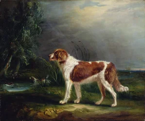 Due spaniel vicino a un ruscello, uno alza un germano reale