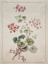 Una collezione di fiori disegnati dalla natura: No. 6 - Geranio scarlatto e variegato