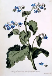 Borragine con fiori blu, illustrazione da 