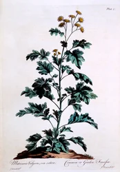 Feverfew comune o da giardino, illustrazione da 
