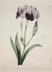 Iris giapponese (Grande iris blu)