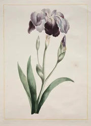 Iris giapponese, grande iris blu