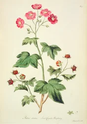 Lampone: Sweet Canada (pl.45) da 