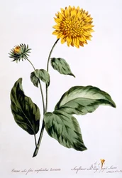 Girasole con grandi foglie frastagliate, illustrazione da 