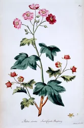 Dolce lampone canadese [Rubus odoratus], illustrazione da 