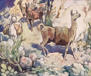Alpaca su un sentiero di montagna, illustrazione da 