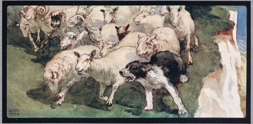 Bobtail sheepdog e gregge su scogliere, illustrazione da 