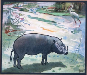 Maiale dei cespugli (Maiale rosso del fiume)