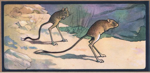 Gerboa