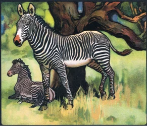 Zebre, illustrazione da 