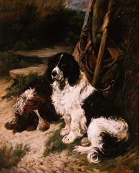Spaniel marrone e bianco e nero e bianco