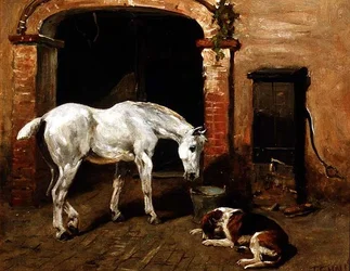 Grigio che beve da un secchio