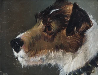 Testa di un Terrier a pelo ruvido