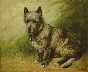 Stracci