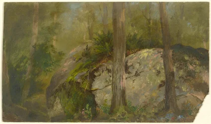 Scena di foresta