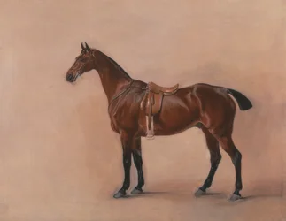 Studio di un cavallo baio sellato