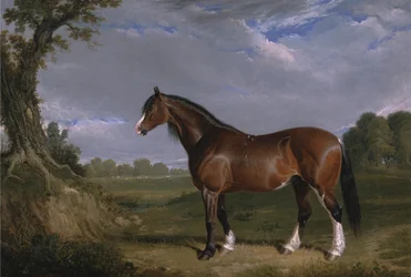 Uno stallone Clydesdale