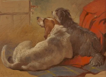 Un segugio e un Bearded Collie seduti su un cappotto da caccia