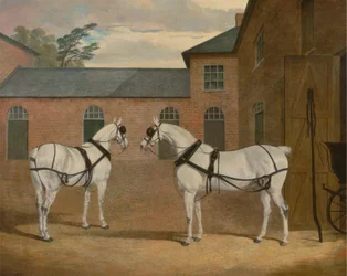 Cavalli da carrozza grigi nel cortile della carrozza a Putteridge Bury, Hertfordshire