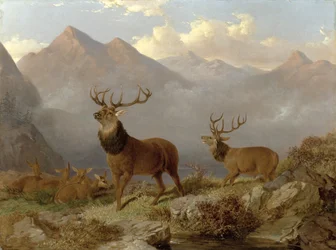 Cervi e cerve in un paesaggio delle Highlands