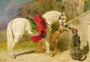 Gli animali domestici dello scudiero