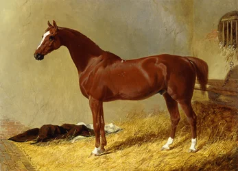 Un cavallo da corsa baio in una stalla, 1843