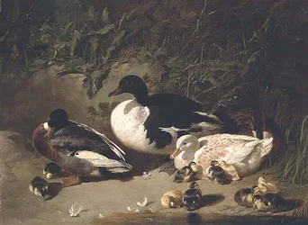 Anatre e anatroccoli vicino a uno stagno