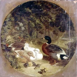 Anatre e anatroccoli in un paesaggio fluviale boscoso