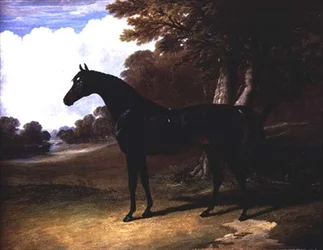 Gaucus, un cavallo baio scuro in un paesaggio boscoso