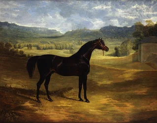 Jack Spigot, un cavallo da corsa baio scuro in un paddock a Bolton Hall, 1824