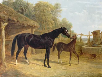 Levity, proprietà di J.C.Cockerill Esq., con il suo puledro Queen Elizabeth, proprietà di Lord Dorchester, 1843