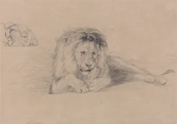 Studio di un leone e studio della testa di una leonessa