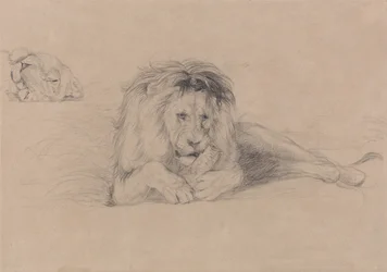 Studio di un leone e studio di una testa di leonessa