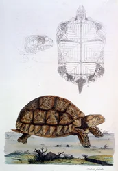 Testudo Sulcata, 1796 (incisione colorata a mano)