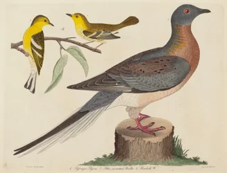 Piccione viaggiatore, Parula blu-montagna e Parula dell