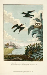 Colibrì, con il suo nido