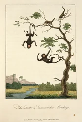 Le scimmie Quato e Saccawinkee