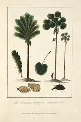 Il cavolo di montagna e l