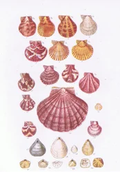 Capesante britanniche, Nature in Britain pubblicato da Collins, 1946