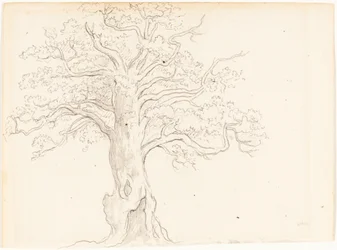 Una Quercia