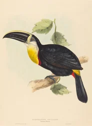 Tucano Osculante Ramphastos osculans