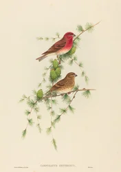 Carpodacus erythrinus, Fringuello Rosa Comune. Creatori: John Gould, Henry Constantine Richter