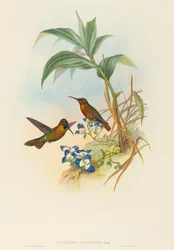 Clytolaema aurescens, Rubino Fasciato o Rubino di Gould