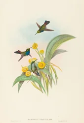 Damophila amabilis Colibrì dal petto blu. Creatori: John Gould, Henry Constantine Richter